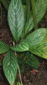 Aglaonema Nitidum